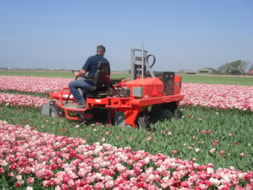 Topping Tulip Hemisphere